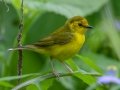 Hooded Warbler - Dauphin Island - Shell Mound Park,  Mobile, AL April 20, 2021