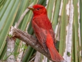 Summer Tanager - Dauphin Island - Shell Mound Park,  Mobile, AL April 20, 2021