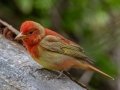 Summer Tanager - Dauphin Island - Shell Mound Park,  Mobile, AL April 16, 2021