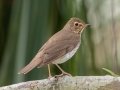 Swainson's Thrush- Dauphin Island - Shell Mound Park,  Mobile, AL April 20, 2021