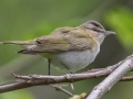 Red-eyed Vireo - Dauphin Island - Shell Mound Park,  Mobile, AL April 16, 2021