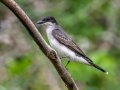 Eastern Kingbird -,Dauphin Island - Fort Gaines,  Mobile County, AL, May 3, 2021