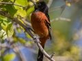 Orchard Oriole -Dauphin Island - Bayou Heron Park,  Mobile, AL April 22, 2021