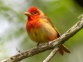 Summer Tanager - Dauphin Island - Shell Mound Park,  Mobile, AL April 16, 2021