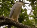 Black-crowned Night Heron - Dauphin Island - Shell Mound Park,  Mobile, AL April 16, 2021