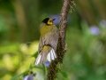 Hooded Warbler - Dauphin Island - Shell Mound Park,  Mobile, AL April 16, 2021