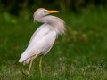 Cattle Egret,Dauphin Island - Fort Gaines,  Mobile County, AL, May 3, 2021