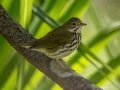 Ovenbird - Dauphin Island - Shell Mound Park,  Mobile, AL April 20, 2021