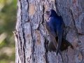 Purple Martin - Dauphin Island Airport, Mobile County, AL, May 7, 2021