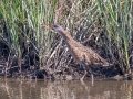 Clapper Rail - Dauphin Island Airport, Mobile County, AL, May 7, 2021