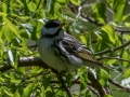 Blackpoll Warbler - Dauphin Island - Shell Mound Park,  Mobile, AL April 22, 2021