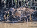 Clapper Rail - Dauphin Island Airport, Mobile County, AL, May 7, 2021