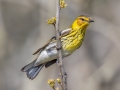 Cape May Warbler - Dauphin Island - Fort Gaines,  Mobile, AL April 20, 2021