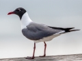 Laughing Gull - Dauphin Island Pier, Mobile County, AL, May 4, 2021