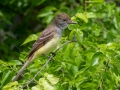 Great-crested Flycatcher - Dauphin Island - Shell Mound Park,  Mobile, AL April 16, 2021