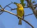 Prairie Warbler- Dauphin Island - Fort Gaines,  Mobile, AL April 20, 2021