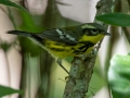 Magnolia Warbler - Dauphin Island - Shell Mound Park,  Mobile, AL, May 7,  2021