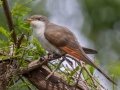 Yellow-billed Cuckoo - Dauphin Island - Shell Mound Park,  Mobile, AL April 16, 2021