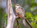 Yellow-billed Cuckoo - Dauphin Island - Shell Mound Park,  Mobile, AL April 16, 2021