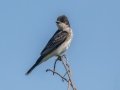 Eastern Kingbird - Dauphin Island - Fort Gaines,  Mobile, AL April 20, 2021