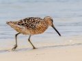 Short-billed Dowitcher - Dauphin Island Pier, Mobile County, AL, May 4, 2021