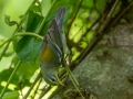 Northern Parula - Dauphin Island - Shell Mound Park,  Mobile, AL, May 7,  2021