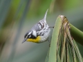 Yellow-throated Warbler - Dauphin Island - Shell Mound Park,  Mobile, AL April 16, 2021