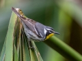 Yellow-throated Warbler- Dauphin Island - Shell Mound Park,  Mobile, AL April 16, 2021
