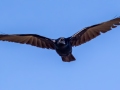 Fish  Crow - Dauphin Island - Shell Mound Park,  Mobile, AL April 20, 2021