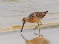 Short-billed Dowitcher - Dauphin Island Pier, Mobile County, AL, May 4, 2021