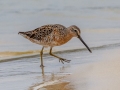 Short-billed Dowitcher - Dauphin Island Pier, Mobile County, AL, May 4, 2021