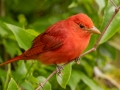 Summer Tanager - Dauphin Island - Shell Mound Park,  Mobile, AL April 16, 2021