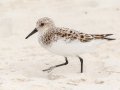 Sanderling - Dauphin Island Pier, Mobile County, AL, May 4, 2021