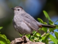 Gray Catbird - Dauphin Island - Shell Mound Park,  Mobile, AL April 22, 2021