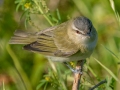 Red-eyed Vireo - Dauphin Island - Fort Gaines,  Mobile, AL April 21, 2021
