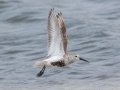 Dunlin - Dauphin Island Pier, Mobile County, AL, May 4, 2021
