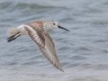 Dunlin - Dauphin Island Pier, Mobile County, AL, May 4, 2021