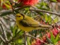 Hooded Warbler-Dauphin Island - Bayou Heron Park,  Mobile, AL April 21, 2021