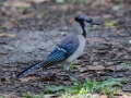 Blue Jay - Dauphin Island - Shell Mound Park,  Mobile, AL, May 4,  2021