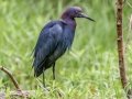 Little Blue Heron - Dauphin Island - Shell Mound Park,  Mobile, AL April 23, 2021