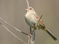 Bachman's Sparrow singing on Territory, Splinter Hill Bog TNC Preserve, Baldwin County, AL, May 8, 2021