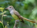 Great-crested Flycatcher - Dauphin Island - Shell Mound Park, Mobile County, AL, May 4, 2021