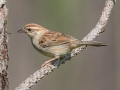 Bachman's Sparrow, Splinter Hill Bog TNC Preserve, Baldwin County, AL, May 8, 2021