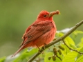 Summer Tanager - Dauphin Island - Shell Mound Park,  Mobile, AL April 17, 2021