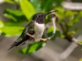 Ruby-throated Hummingbird - Dauphin Island - Shell Mound Park,  Mobile, AL April 21, 2021