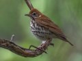 Wood Thrush - Dauphin Island - Shell Mound Park,  Mobile, AL April 17, 2021