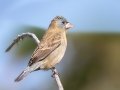 Blue Grosbeak -Dauphin Island - Bayou Heron Park,  Mobile, AL April 21, 2021