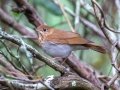 Veery - Dauphin Island - Shell Mound Park,  Mobile, AL April 18, 2021