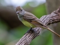 Great-crested Flycatcher - Dauphin Island - Shell Mound Park, Mobile County, AL, May 4, 2021