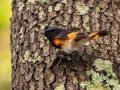 American Redstart - Dauphin Island - Shell Mound Park,  Mobile, AL April 18, 2021